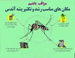 پشه آئدس؛ دشمن پنهان سلامت 